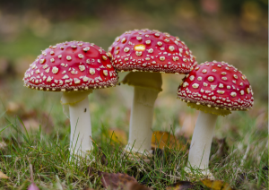 ontwerp zonder titel (60)